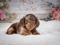 AKC-Pumpkin, a female Miniature Dachshund for sale in Millersburg, OH – 6 of 7