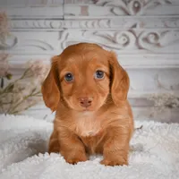 AKC-Bobby, a male Miniature Dachshund for sale in Millersburg, OH – 4 of 8