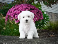 AKC-Pedro, a male Bichon Frise for sale in Millersburg, OH – 2 of 5