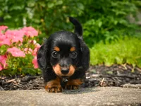 AKC-Jane, a female Miniature Dachshund for sale in Millersburg, OH – 6 of 7