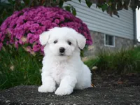 AKC-Pedro, a male Bichon Frise for sale in Millersburg, OH – 5 of 5