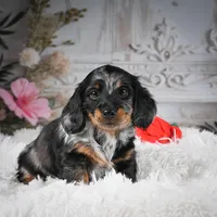 AKC-Darla, a female Miniature Dachshund for sale in Millersburg, OH – Photo 3 of 9