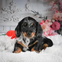 AKC-Darla, a female Miniature Dachshund for sale in Millersburg, OH – Photo 4 of 9