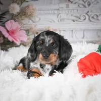 AKC-Darla, a female Miniature Dachshund for sale in Millersburg, OH – Photo 7 of 9