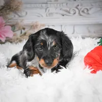 AKC-Darla, a female Miniature Dachshund for sale in Millersburg, OH – Photo 9 of 9