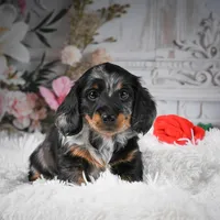 AKC-Darla, a female Miniature Dachshund for sale in Millersburg, OH – Photo 1 of 9