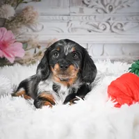 AKC-Darla, a female Miniature Dachshund for sale in Millersburg, OH – Photo 6 of 9