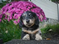 AKC-Phoebe, a female Miniature Dachshund for sale in Millersburg, OH – 2 of 5