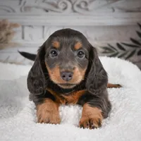 AKC-Gloria, a female Miniature Dachshund for sale in Millersburg, OH – 8 of 9