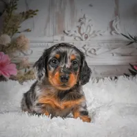 AKC-Hero, a male Miniature Dachshund for sale in Millersburg, OH – 5 of 8