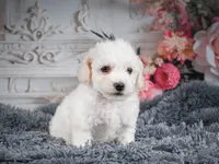 AKC-Freddie, a male Bichon Frise for sale in Millersburg, OH – 7 of 9