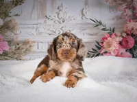 Logan, a male Miniature Dachshund for sale in Millersburg, OH – 5 of 6