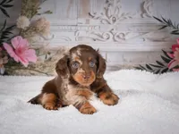 AKC-Pumpkin, a female Miniature Dachshund for sale in Millersburg, OH – 3 of 7