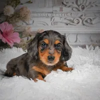 AKC-Hudson, a male Miniature Dachshund for sale in Millersburg, OH – 4 of 8