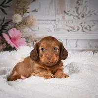 AKC-Kobi, a male Miniature Dachshund for sale in Millersburg, OH – Photo 5 of 9