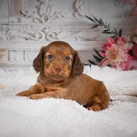 AKC-Kobi, a male Miniature Dachshund for sale in Millersburg, OH – Photo 3 of 9