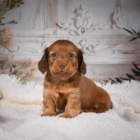 AKC-Kobi, a male Miniature Dachshund for sale in Millersburg, OH – Photo 4 of 9