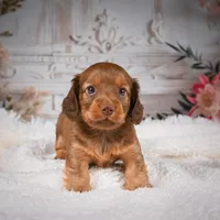 AKC-Kobi, a male Miniature Dachshund for sale in Millersburg, OH – Photo 6 of 9