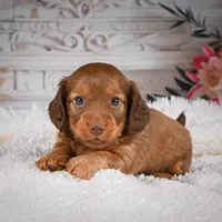 AKC-Kobi, a male Miniature Dachshund for sale in Millersburg, OH – Photo 2 of 9