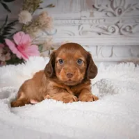 AKC-Kobi, a male Miniature Dachshund for sale in Millersburg, OH – Photo 1 of 9
