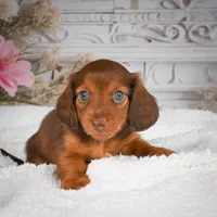 AKC-Drake, a male Miniature Dachshund for sale in Millersburg, OH – 3 of 8