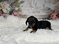AKC-Cooper, a male Miniature Dachshund for sale in Millersburg, OH – 2 of 6