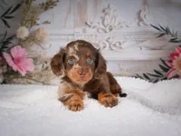 AKC-Pumpkin, a female Miniature Dachshund for sale in Millersburg, OH – 5 of 7