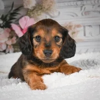 AKC-Daisy, a female Miniature Dachshund for sale in Millersburg, OH – 2 of 8