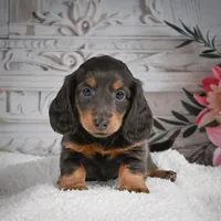 AKC-Gloria, a female Miniature Dachshund for sale in Millersburg, OH – 7 of 9