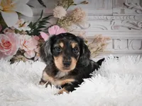 AKC-Rolo, a male Miniature Dachshund for sale in Millersburg, OH – 5 of 8