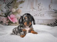 Leo, a male Miniature Dachshund for sale in Millersburg, OH – 2 of 8