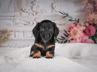 AKC-Mary, a female Miniature Dachshund for sale in Millersburg, OH – 3 of 8