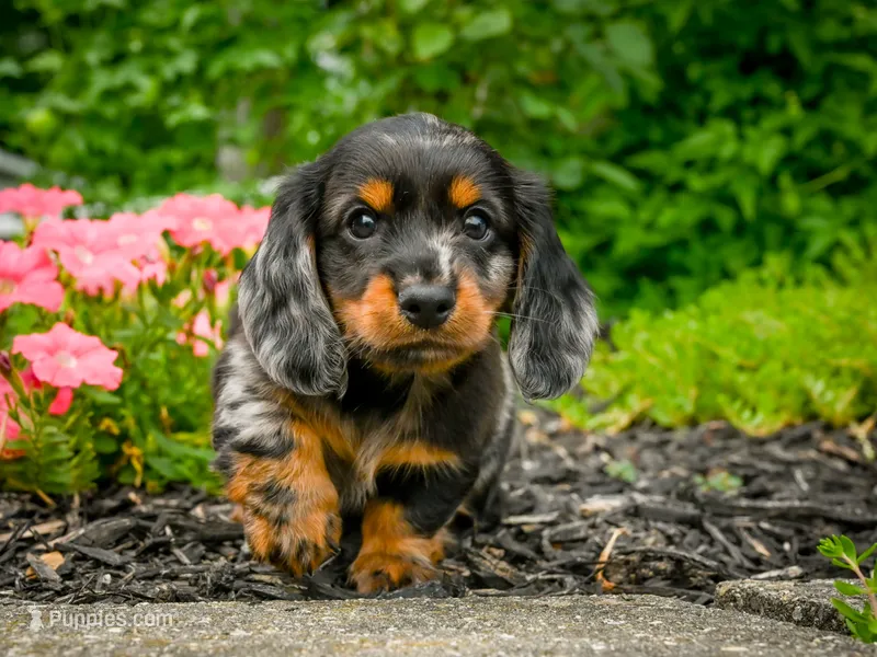 AKC-Jewel – Miniature Dachshund puppy for sale in Millersburg, OH