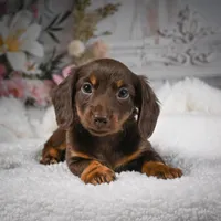AKC-Ben, a male Miniature Dachshund for sale in Millersburg, OH – Photo 2 of 7