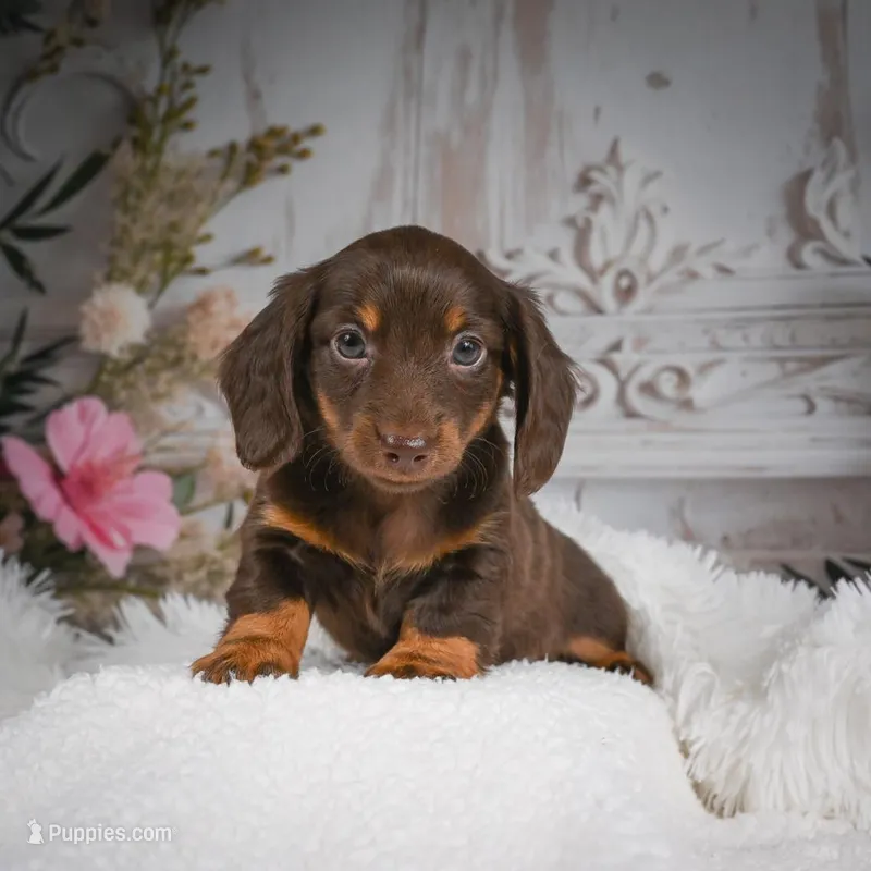 AKC-Ben – Miniature Dachshund puppy for sale in Millersburg, OH
