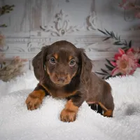 AKC-Ben, a male Miniature Dachshund for sale in Millersburg, OH – Photo 4 of 7