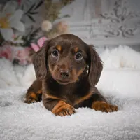 AKC-Ben, a male Miniature Dachshund for sale in Millersburg, OH – Photo 3 of 7