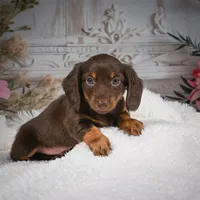 AKC-Ben, a male Miniature Dachshund for sale in Millersburg, OH – Photo 6 of 7