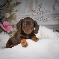 AKC-Ben, a male Miniature Dachshund for sale in Millersburg, OH – Photo 7 of 7