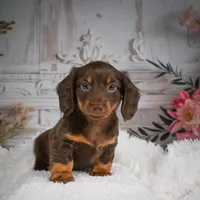 AKC-Ben, a male Miniature Dachshund for sale in Millersburg, OH – Photo 5 of 7