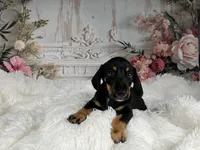 AKC-Cooper, a male Miniature Dachshund for sale in Millersburg, OH – 6 of 6