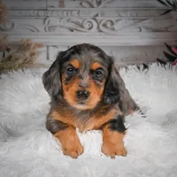 AKC-Hudson, a male Miniature Dachshund for sale in Millersburg, OH – 7 of 8