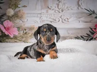 AKC-Marco, a male Miniature Dachshund for sale in Millersburg, OH – 2 of 8