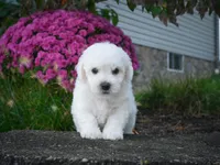 AKC-Porter, a male Bichon Frise for sale in Millersburg, OH – 3 of 5