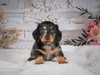 AKC-Mason, a male Miniature Dachshund for sale in Millersburg, OH – 4 of 7