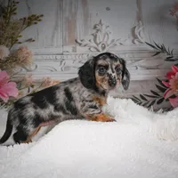 AKC-Brooklyn, a female Miniature Dachshund for sale in Millersburg, OH – Photo 10 of 10