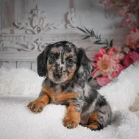AKC-Brooklyn, a female Miniature Dachshund for sale in Millersburg, OH – Photo 7 of 10