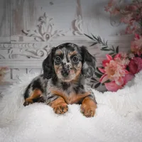 AKC-Brooklyn, a female Miniature Dachshund for sale in Millersburg, OH – Photo 5 of 10