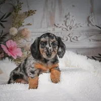 AKC-Brooklyn, a female Miniature Dachshund for sale in Millersburg, OH – Photo 3 of 10