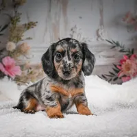 AKC-Brooklyn, a female Miniature Dachshund for sale in Millersburg, OH – Photo 8 of 10